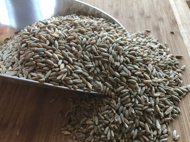 Rye Berries