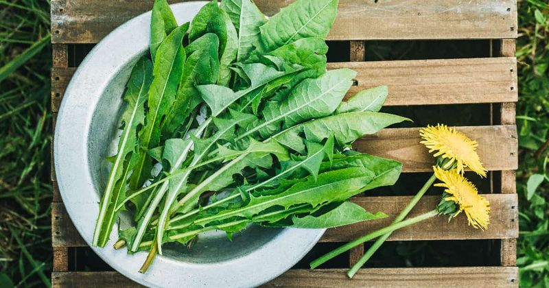 Dandelion Greens