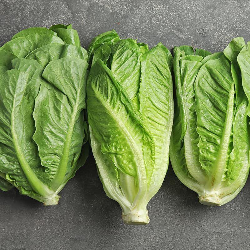 Lettuce (Romaine)