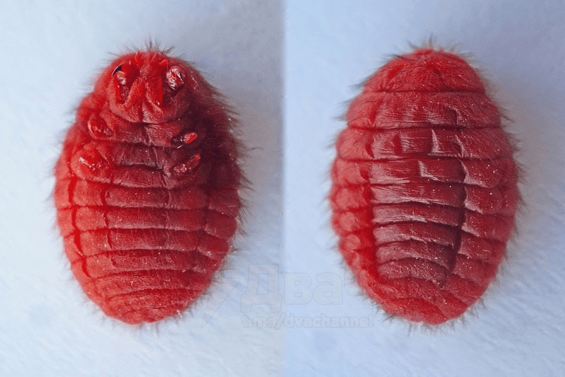 Crushed Beetles in Red Food Dye