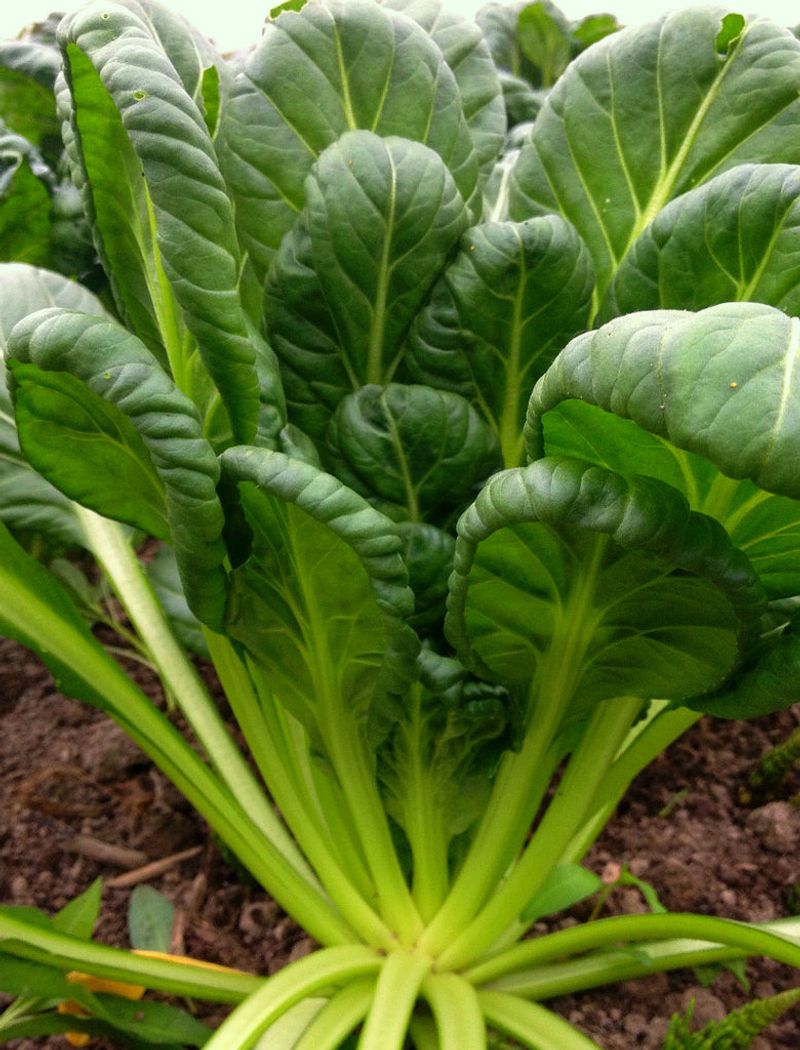 Tatsoi