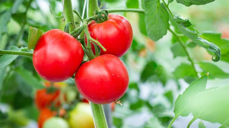 TomatoesLycopene