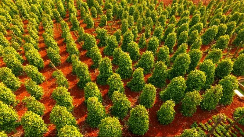 China: A Rising Force in Pepper Farming