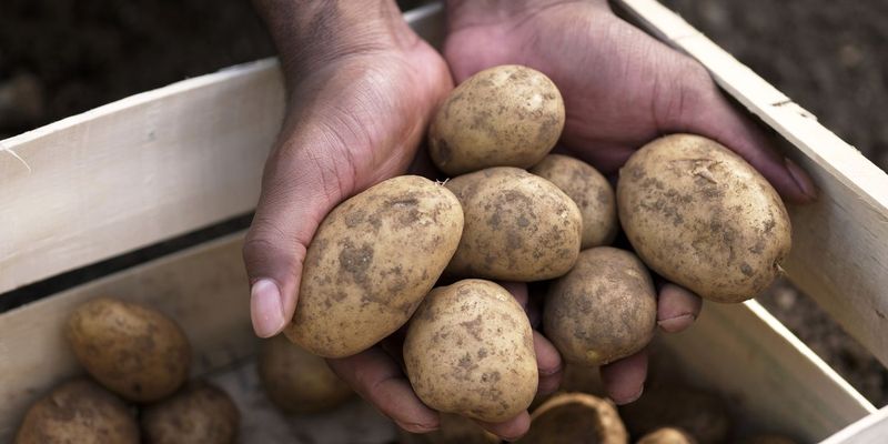 Potatoes
