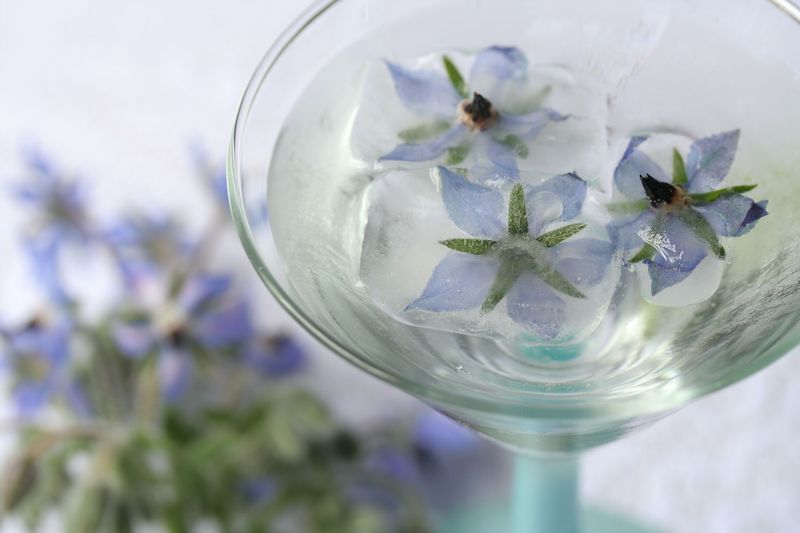 Borage Flower Gin Cocktail
