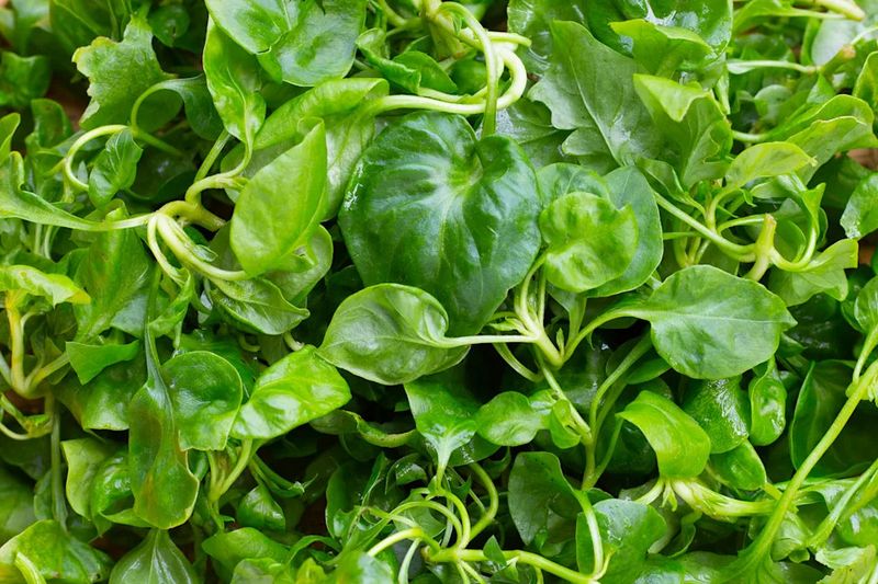 Watercress