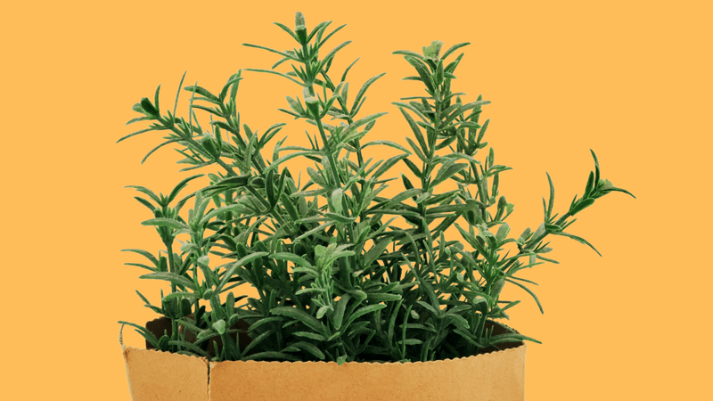 Rosemary