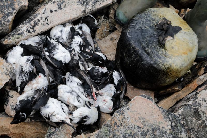 Kiviak (Arctic Bird Fermented in Seal)