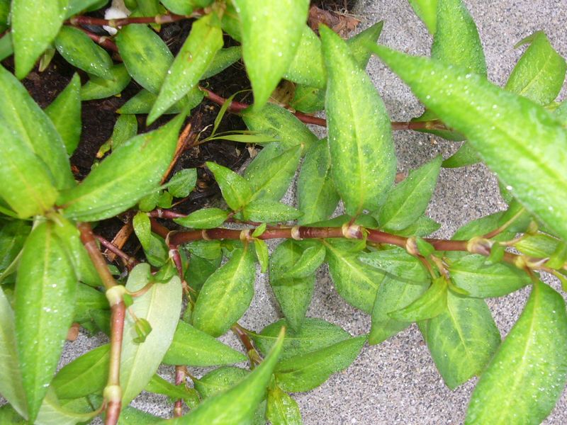 Vietnamese Coriander
