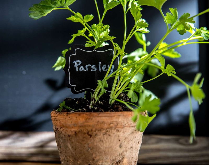 Parsley