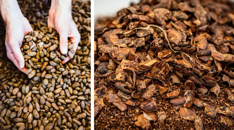 Chocolate as a Mulch for Gardens