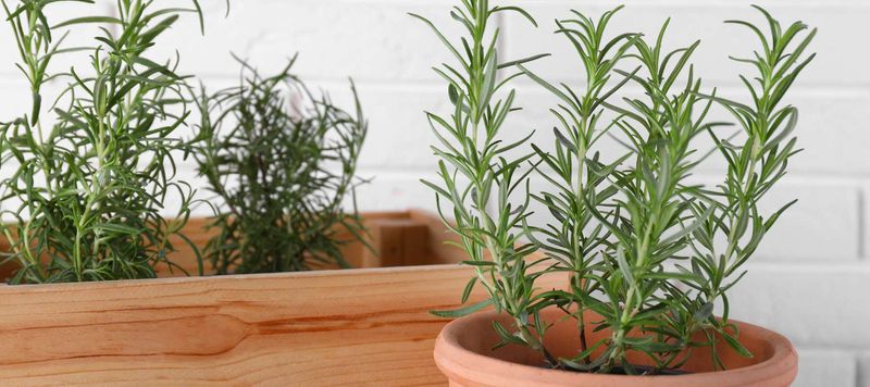 Rosemary