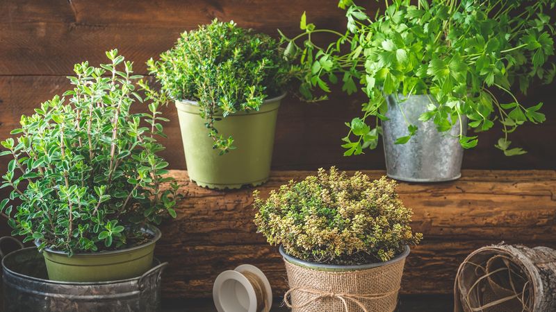 Tarragon