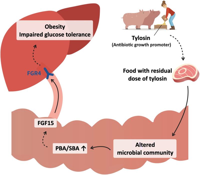 Antibiotics Overuse (via Antibiotic-Fed Meat)