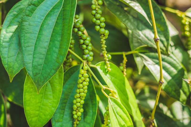 Brazil: South America's Pepper Giant