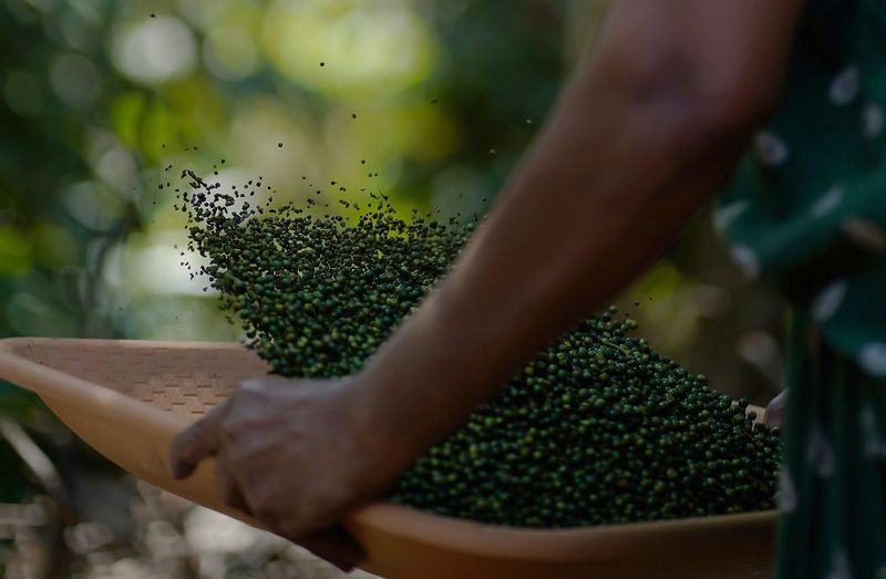 India: The Original Home of Black Pepper