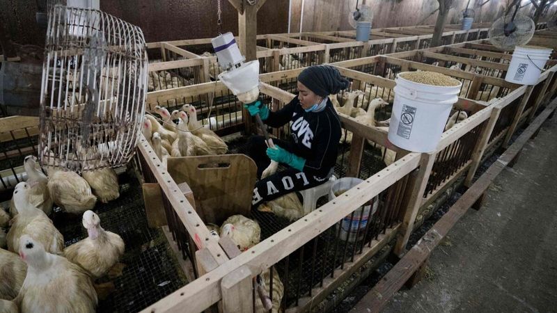Foie Gras Has Been Banned in Multiple Countries