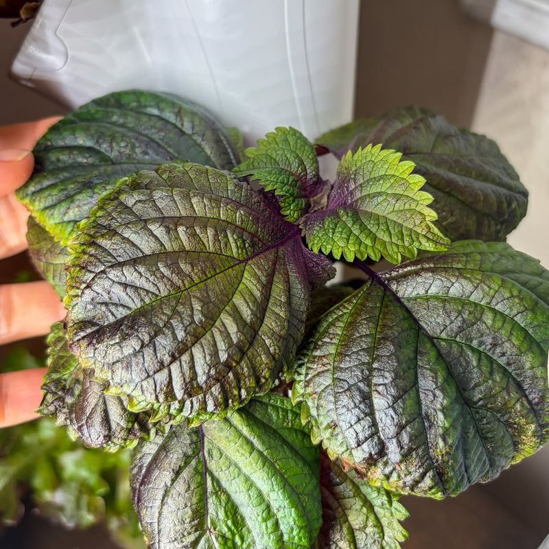 Shiso