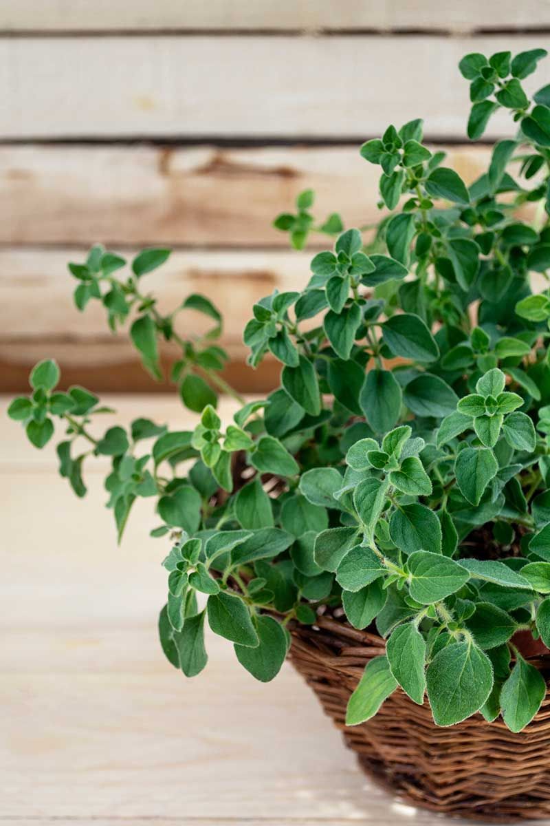 Marjoram