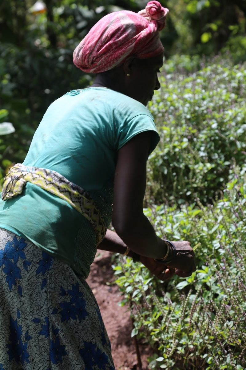 Ethiopia: Africa's Emerging Pepper Producer