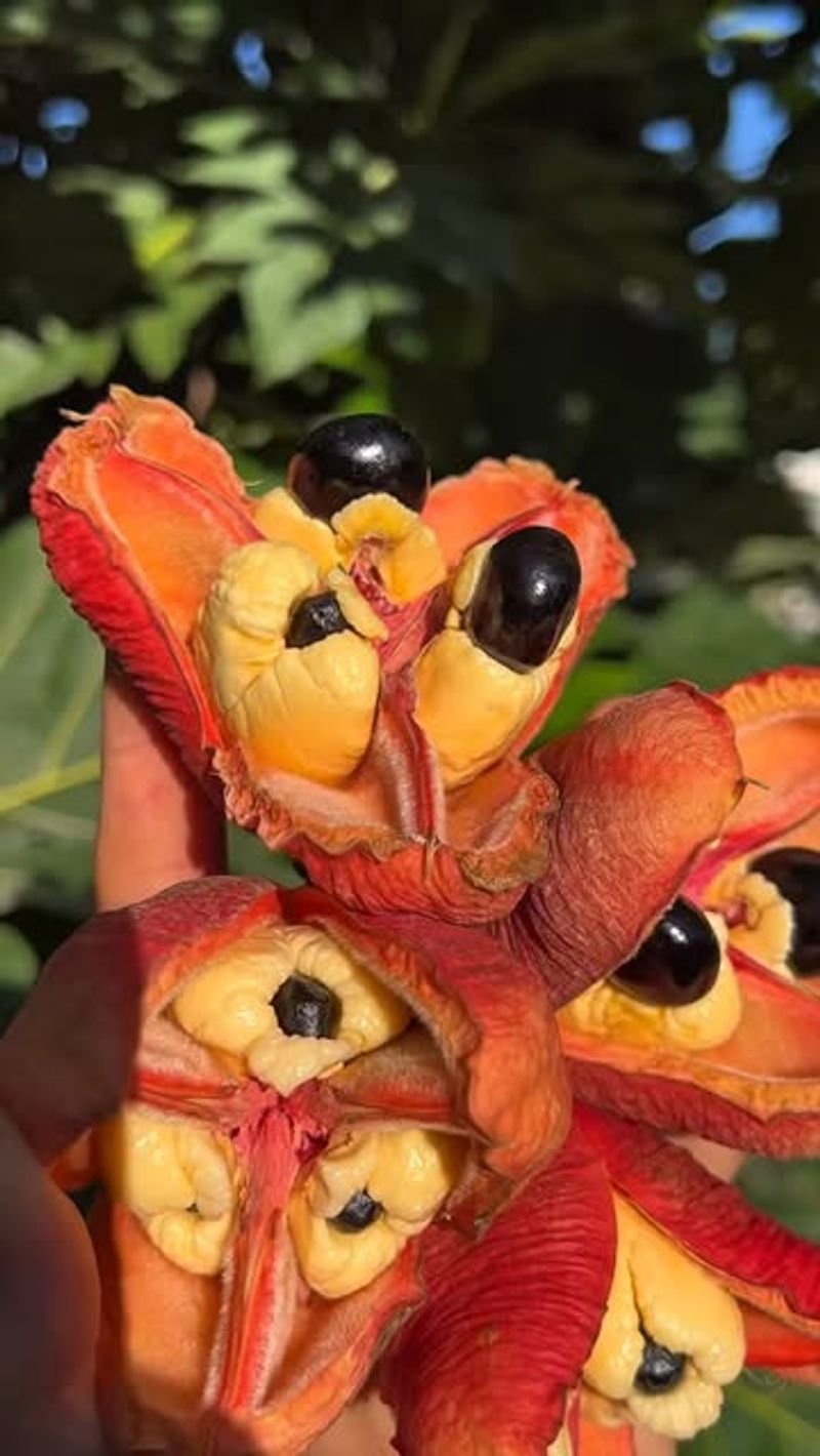 Ackee