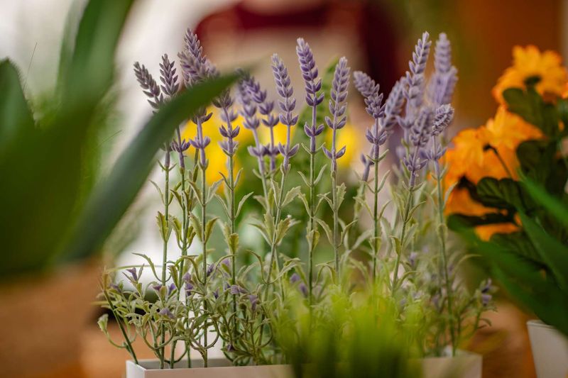 Lavender