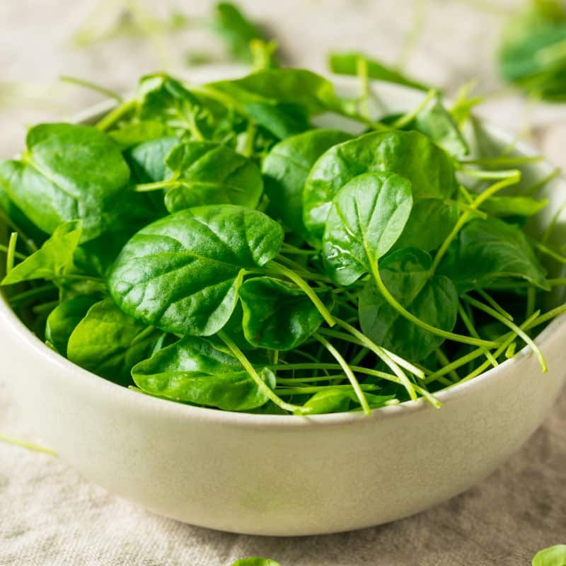 Watercress