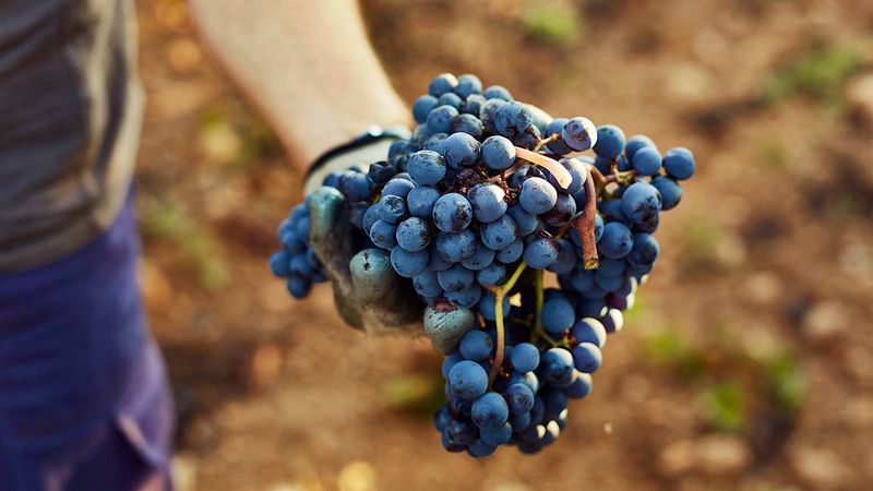 Grapes