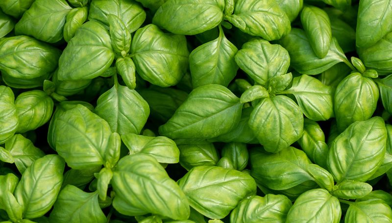 Basil