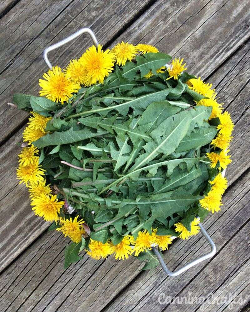 Dandelion Greens
