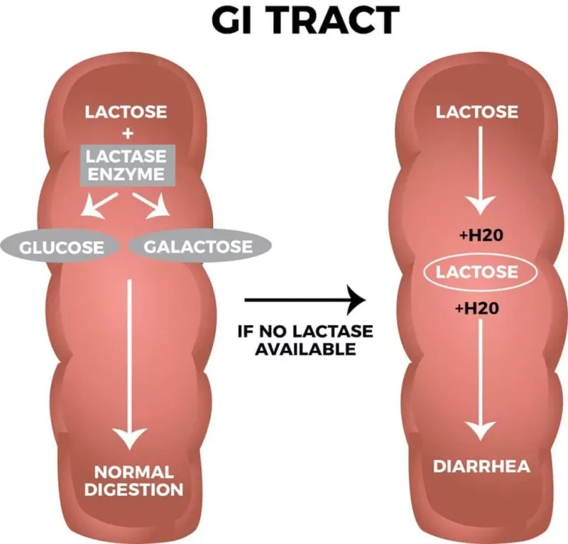 Dairy Products (for Lactose-Intolerant Individuals)