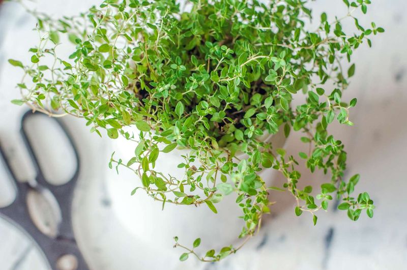 Thyme