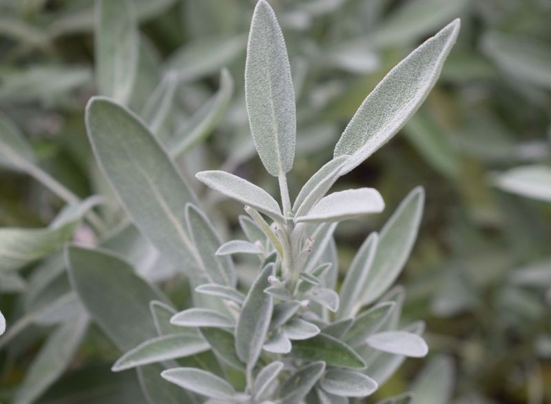 Sage