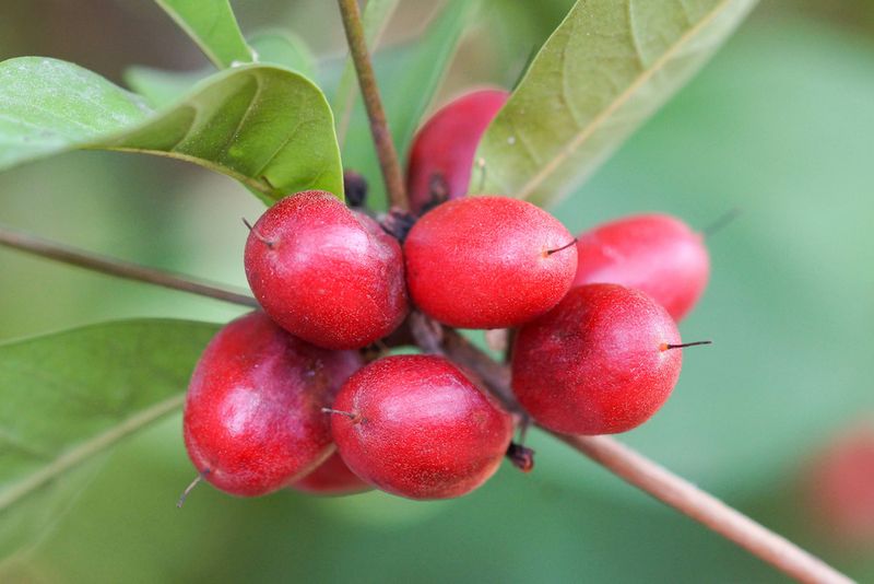Miracle Fruit