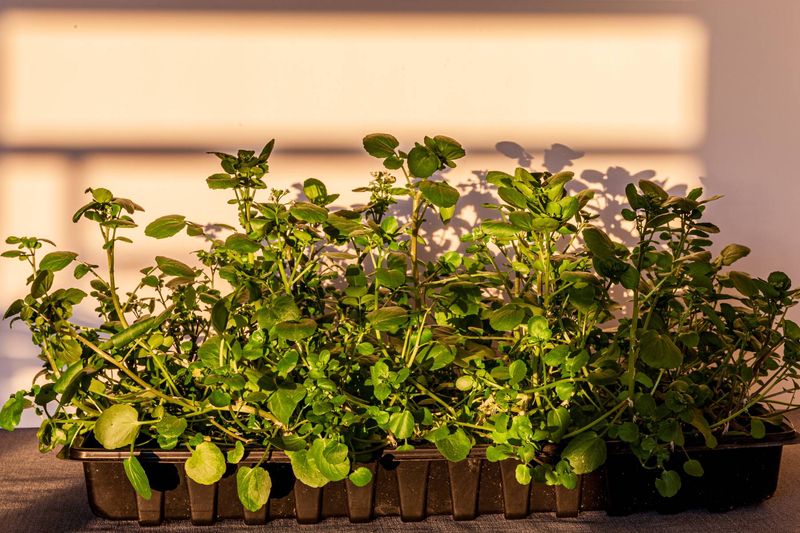 Watercress