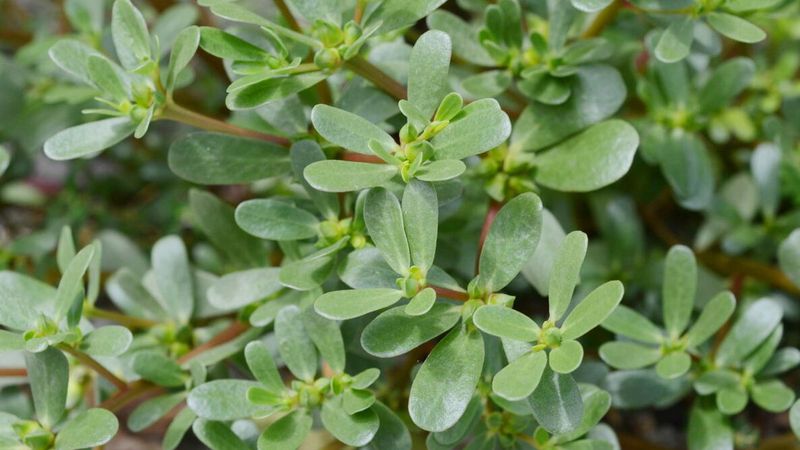 Purslane