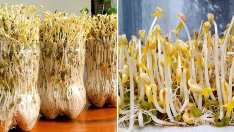 Mung Beans