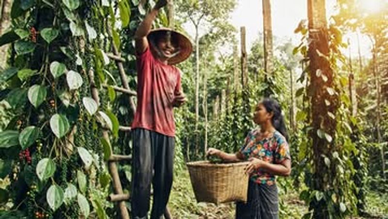 Malaysia: Sarawak's Famous Pepper Legacy