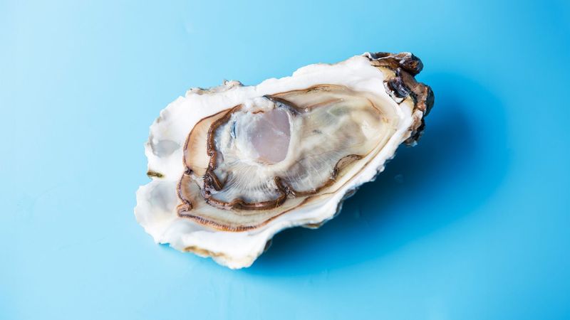 Oysters