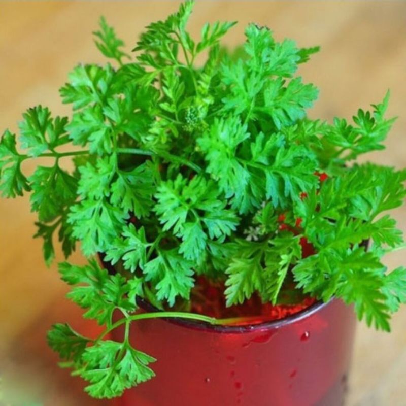 Chervil