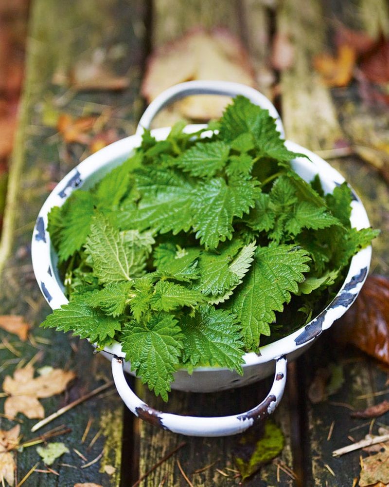 Nettle Leaves