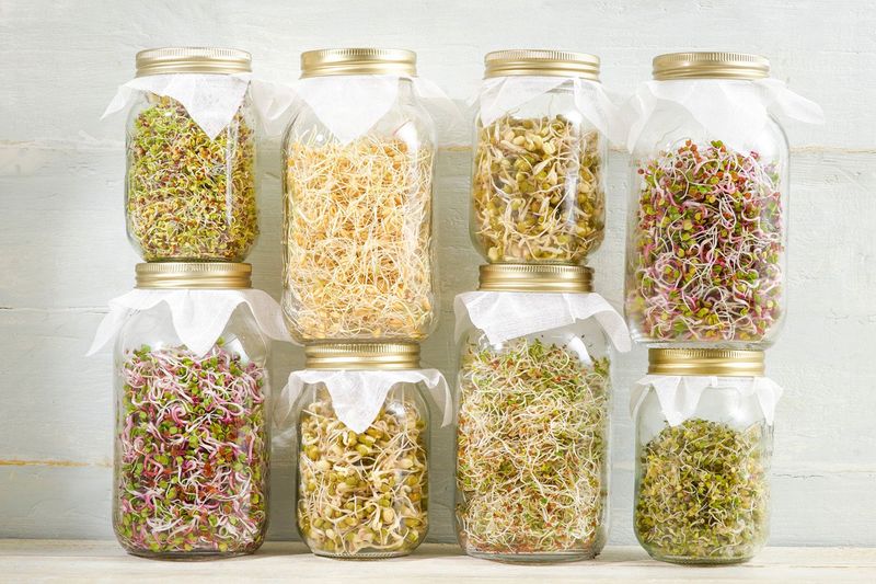 Sprouts Are Easy to Grow at Home