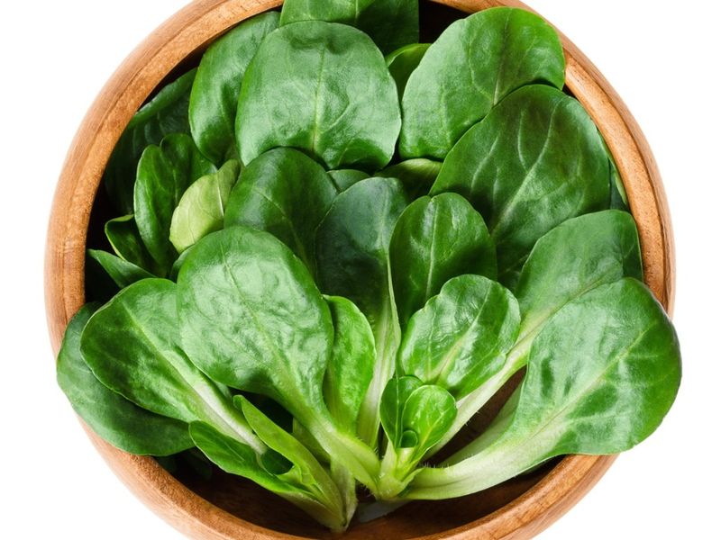Mache (Lamb's Lettuce)