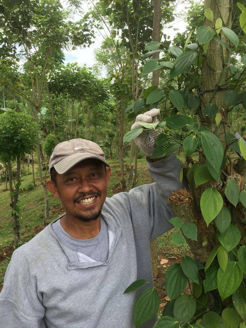 Indonesia: A Centuries-Old Pepper Powerhouse