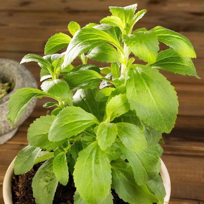 Stevia