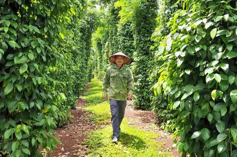 Vietnam: The World's Top Black Pepper Producer