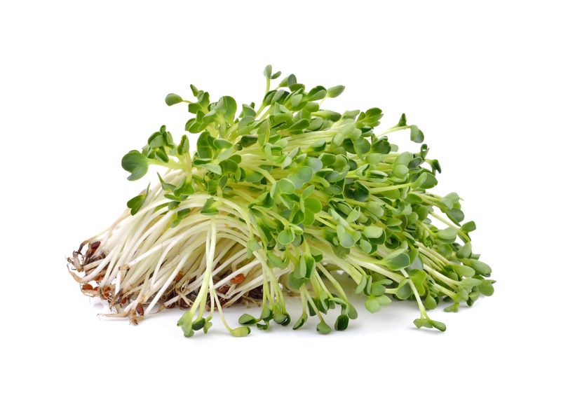 Alfalfa Sprouts