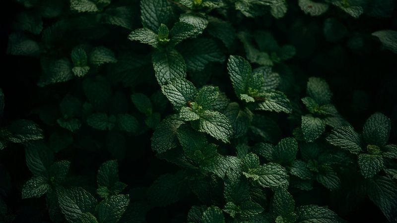Spearmint Tea