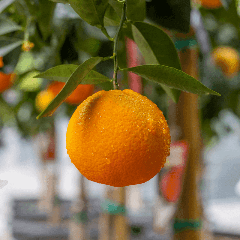 Navel Orange