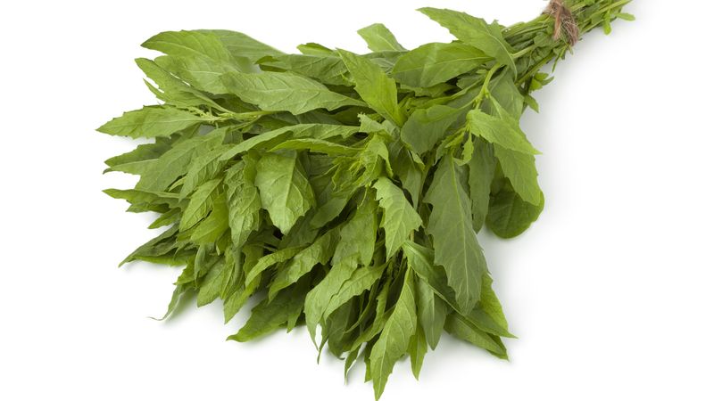 Epazote